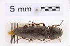 Foto (Dorsalansicht) von Melanotus zhilongensis (Platia & Schimmel, 2001) (NHMW-ZOO-COL-0007663)